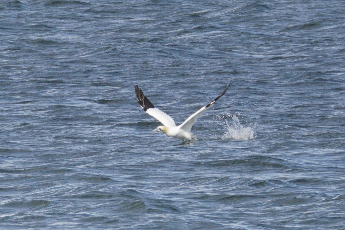 Northern Gannet - ML647538184