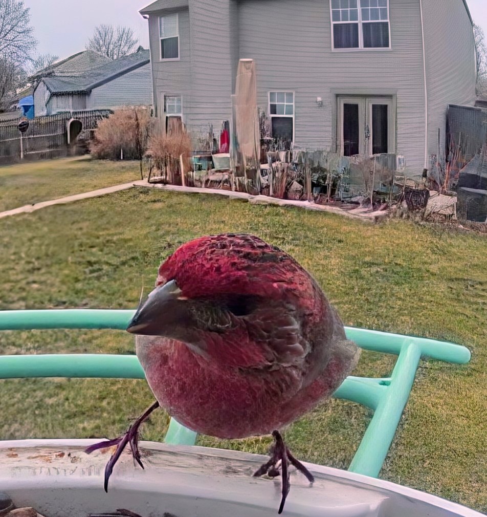 Camachuelo Purpúreo - ML647538188