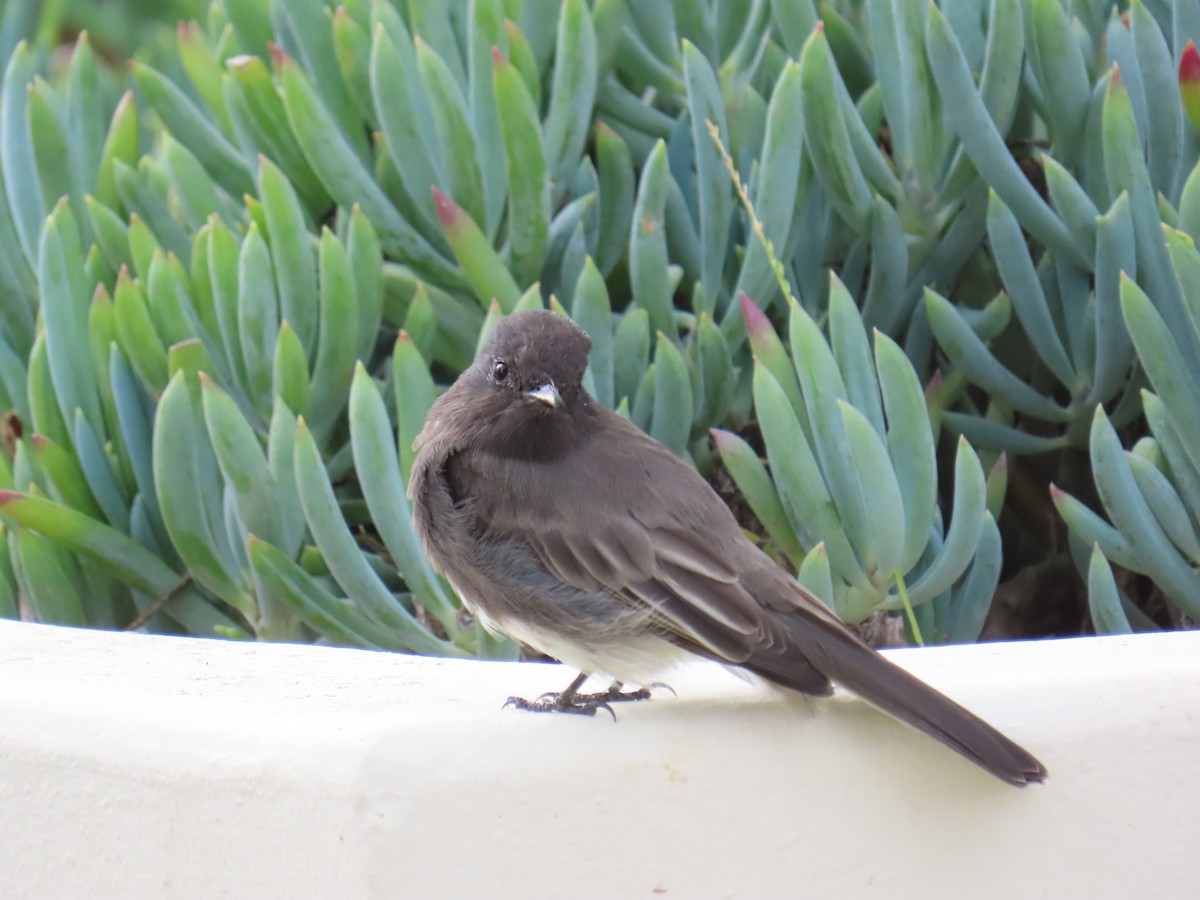 Black Phoebe - ML647538230