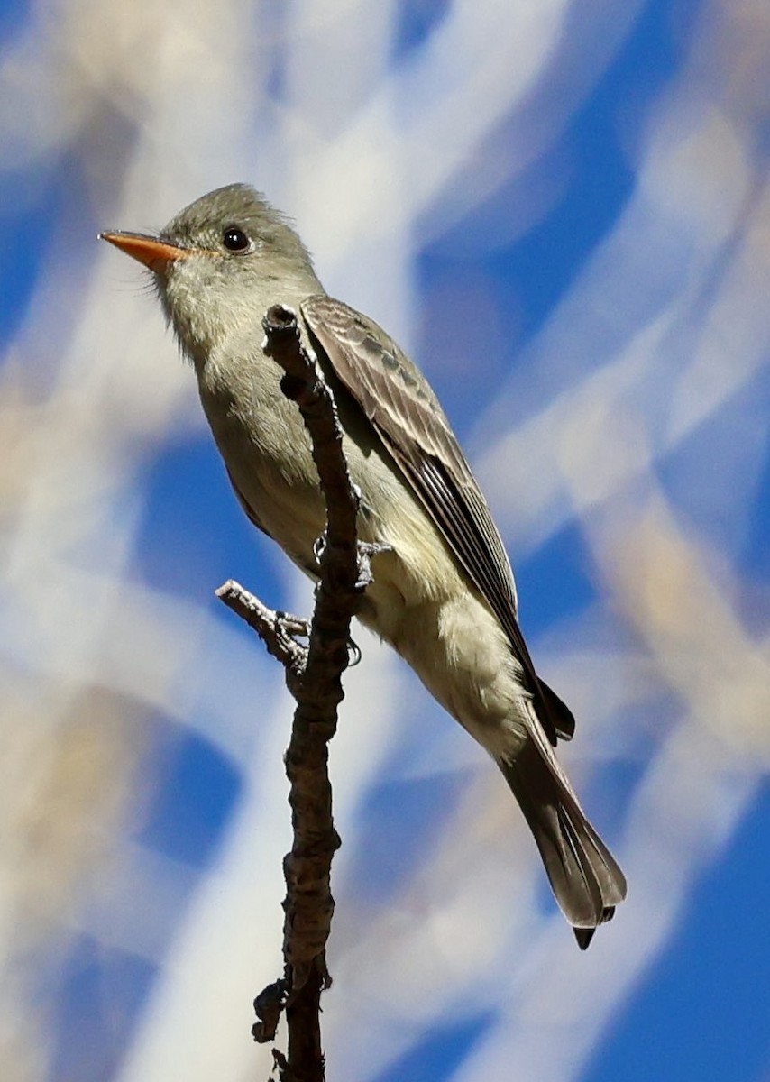Greater Pewee - ML647538253
