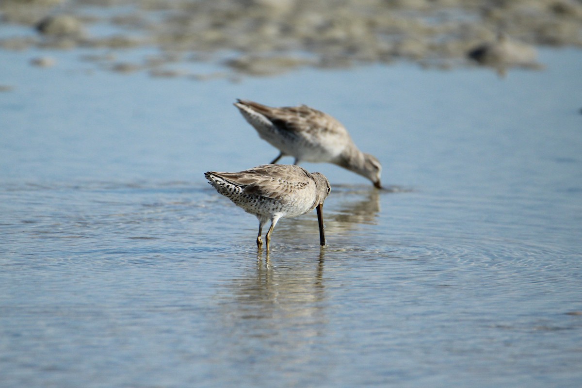 Short-billed Dowitcher - ML647538274
