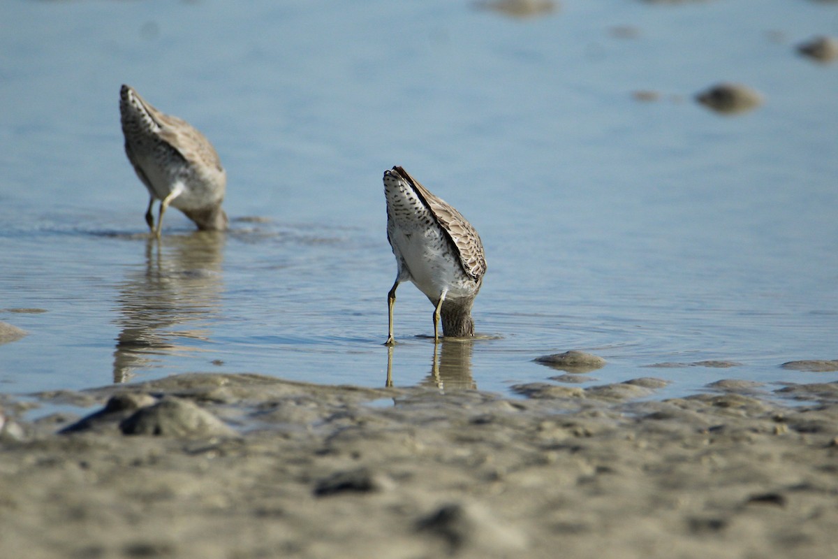 Short-billed Dowitcher - ML647538285