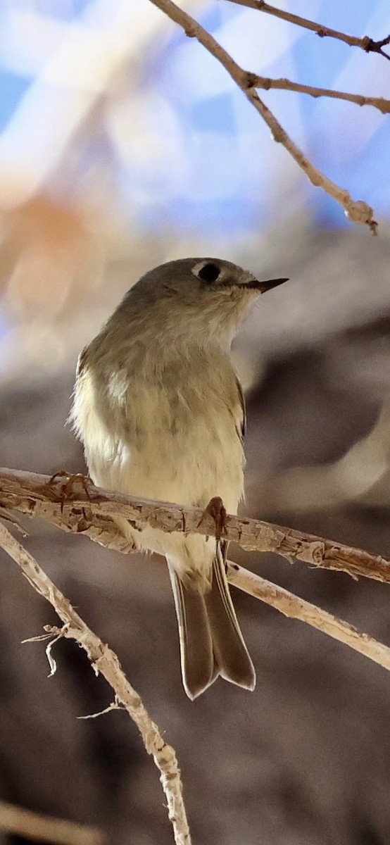 králíček americký - ML647538291