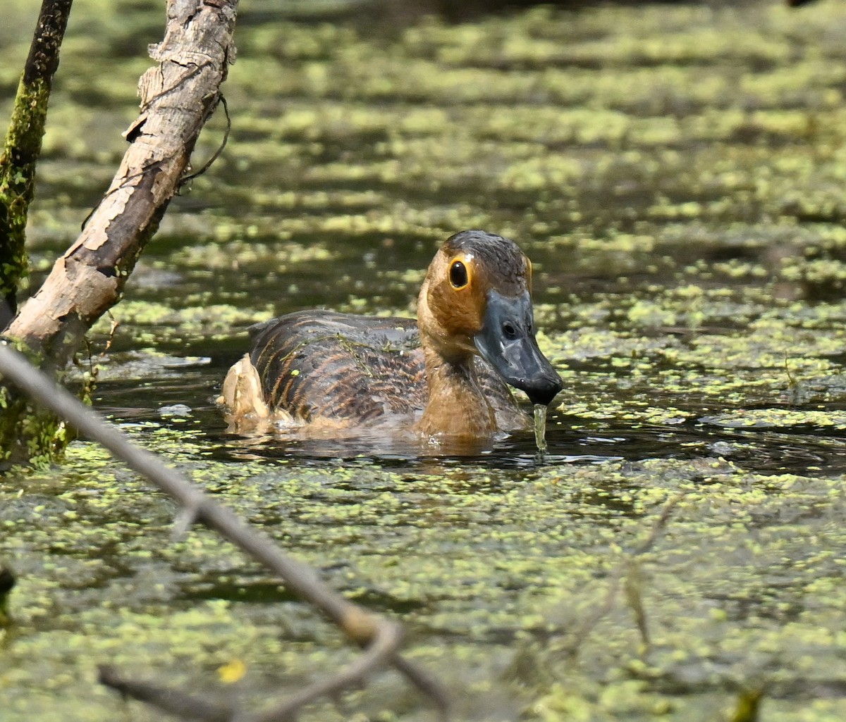 Малая древесная утка - ML647538329