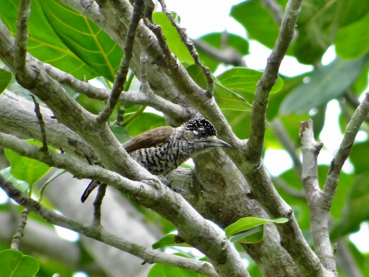 White-barred Piculet - ML647538355