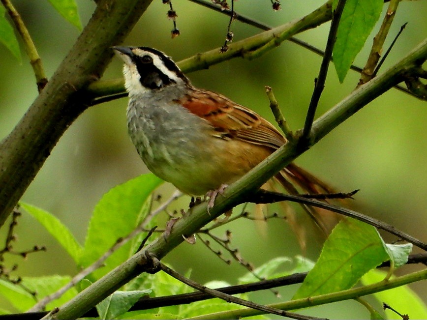 Stripe-headed Sparrow - ML647538375