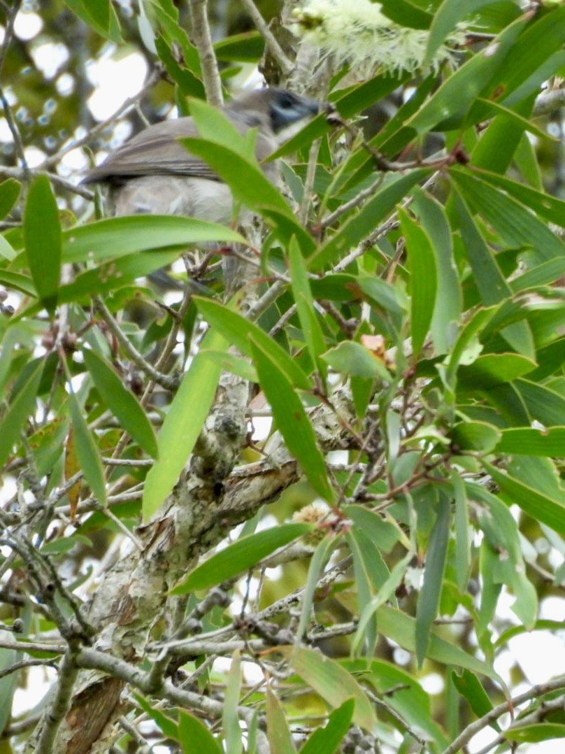 Little Friarbird - ML647538378