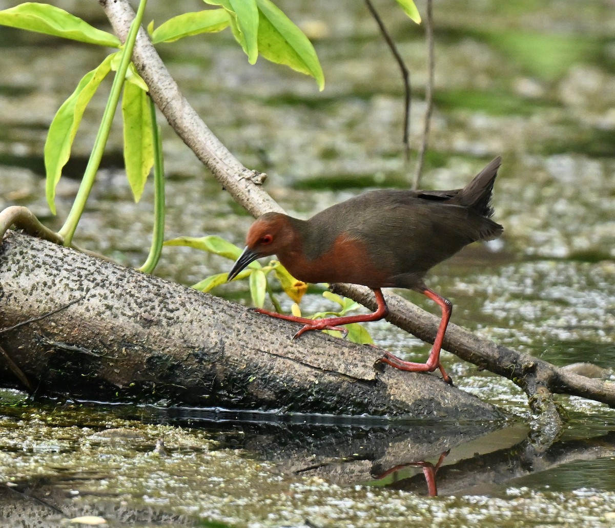 Красноногий погоныш - ML647538383