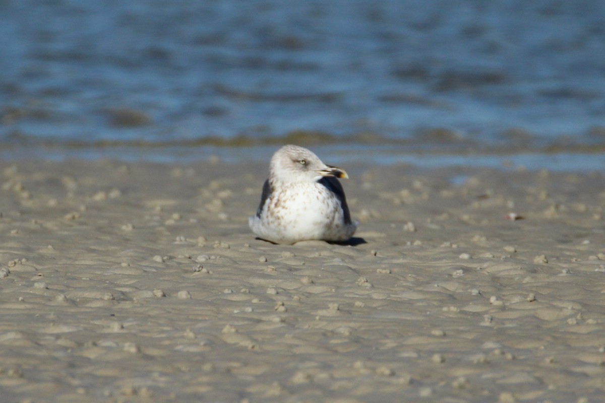 ニシセグロカモメ - ML647538408