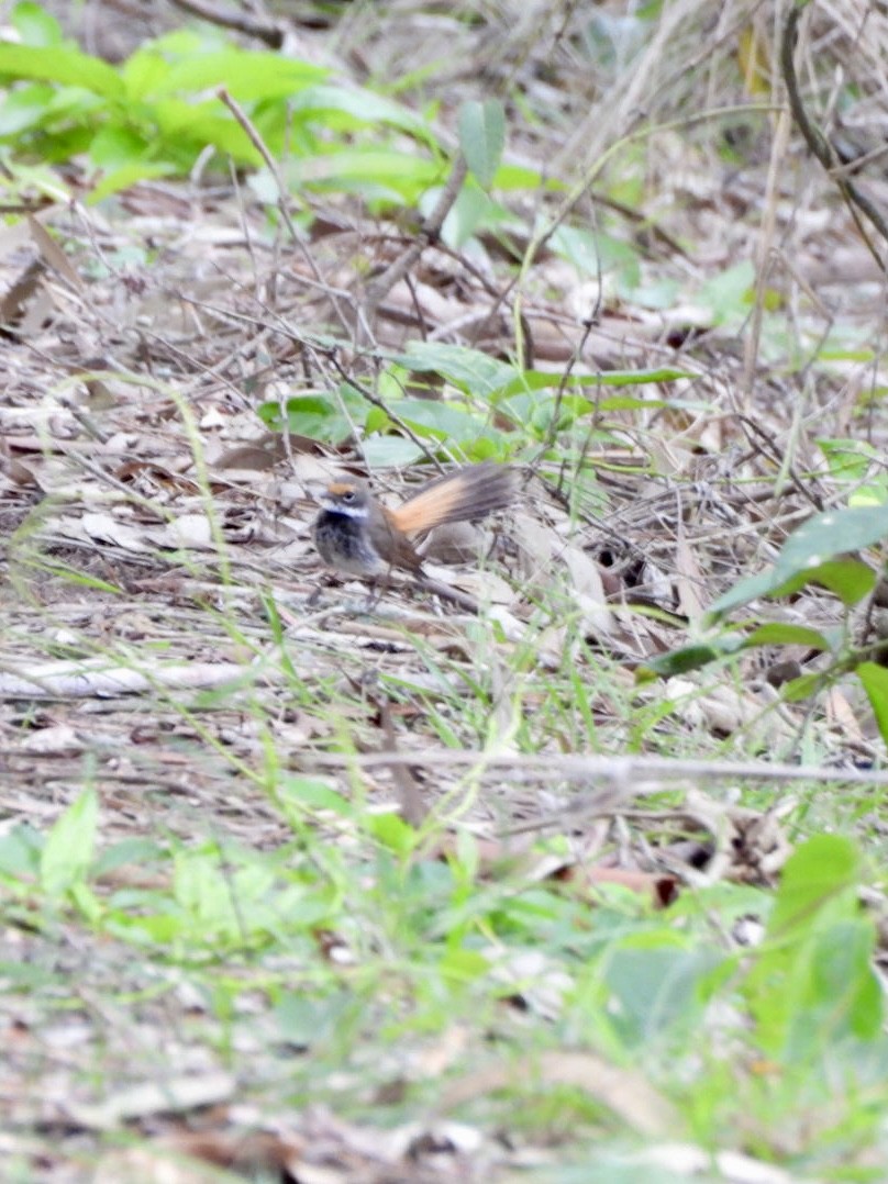 Australian Rufous Fantail - ML647538415