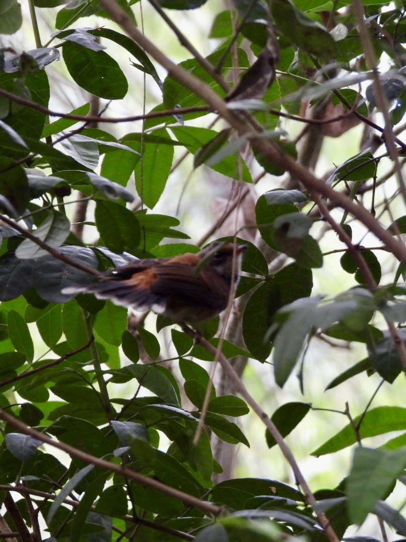 Australian Rufous Fantail - ML647538416