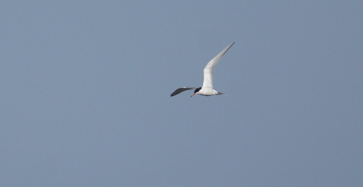 Common Tern - ML647538420