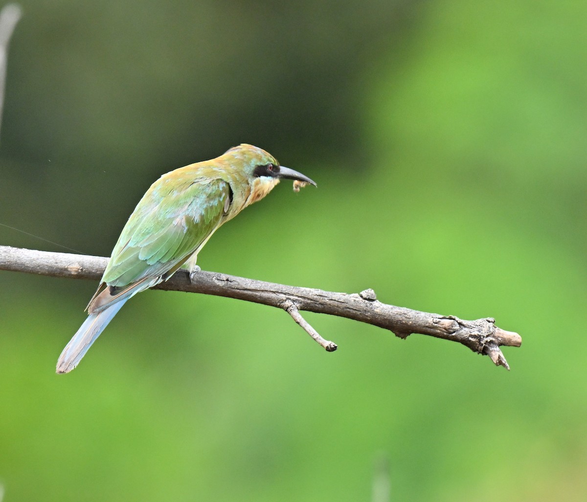 Синехвостая щурка - ML647538424