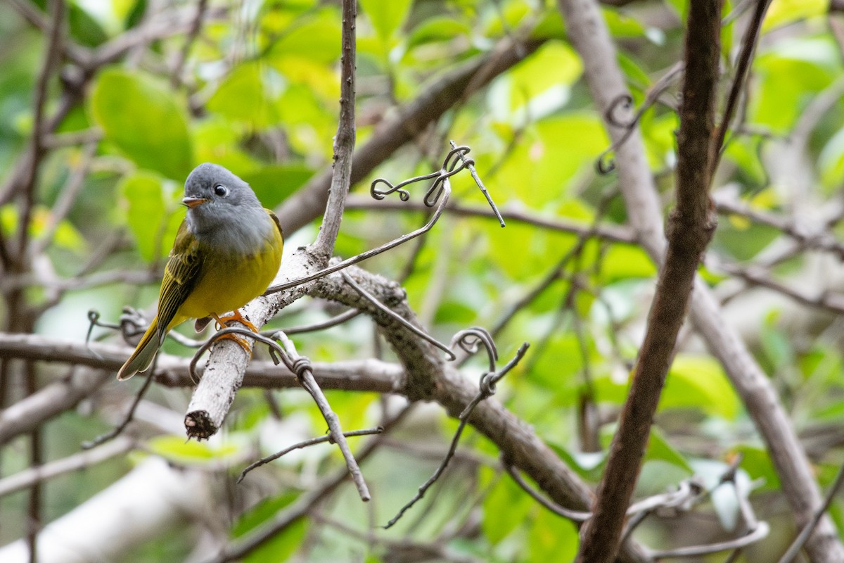 Gray-headed Canary-Flycatcher - ML647538425