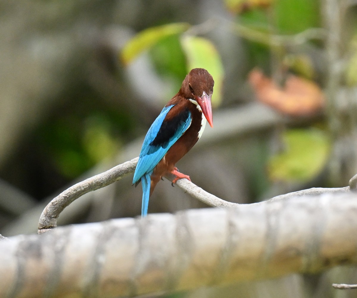 Красноносый зимородок - ML647538428