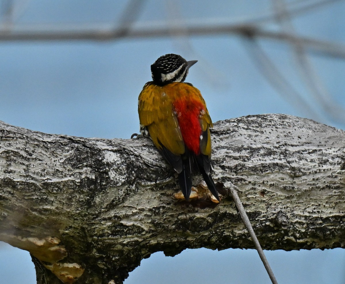 Огненоспинный дятел-султан - ML647538432