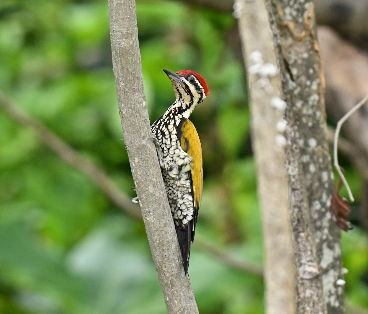 Огненоспинный дятел-султан - ML647538433