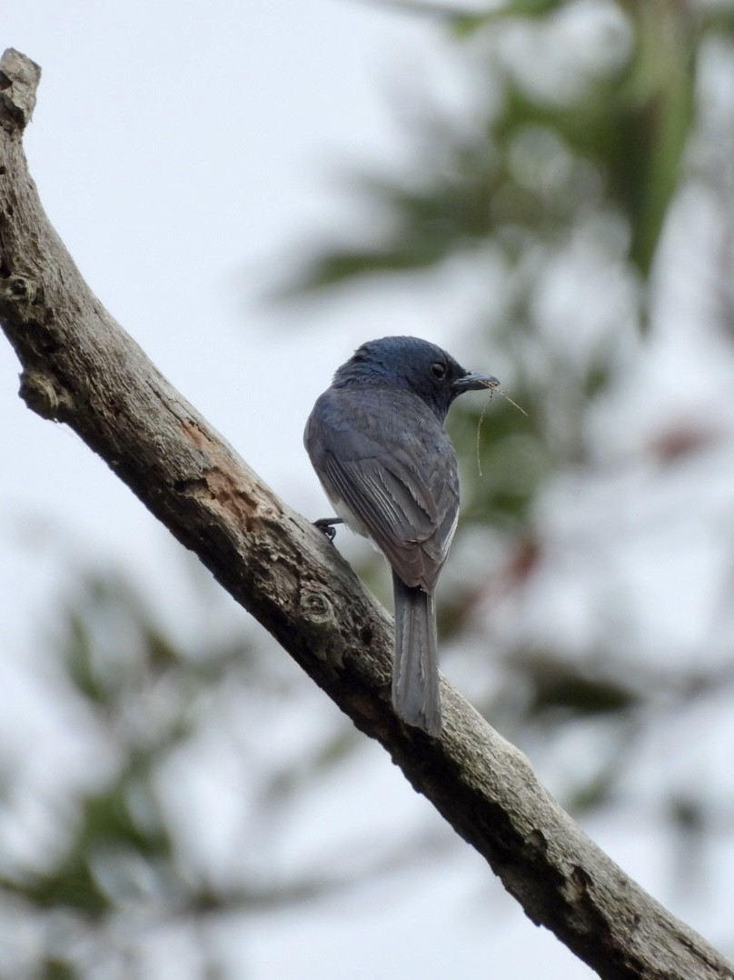 Leaden Flycatcher - ML647538434