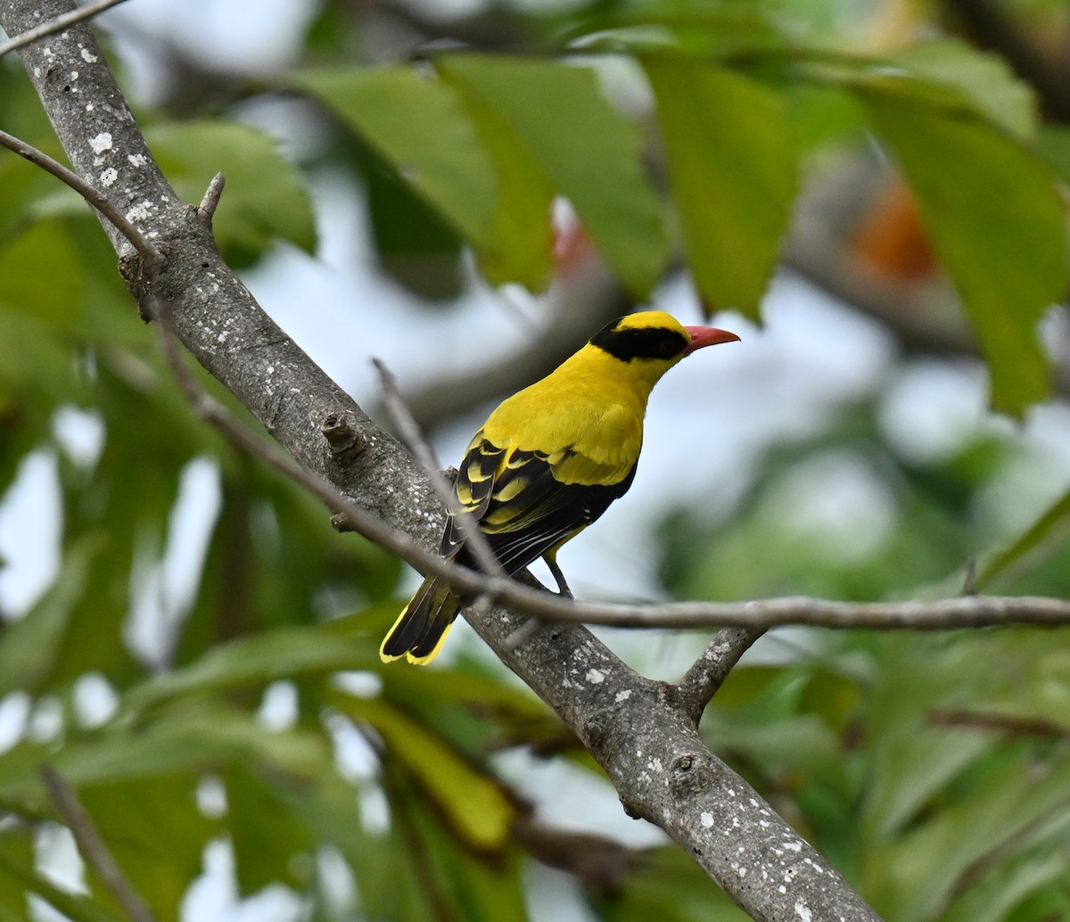 Китайская иволга - ML647538452