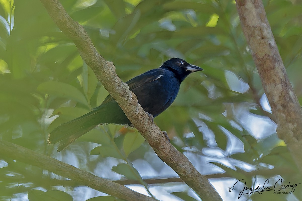 Fulvous-crested Tanager - ML647538457