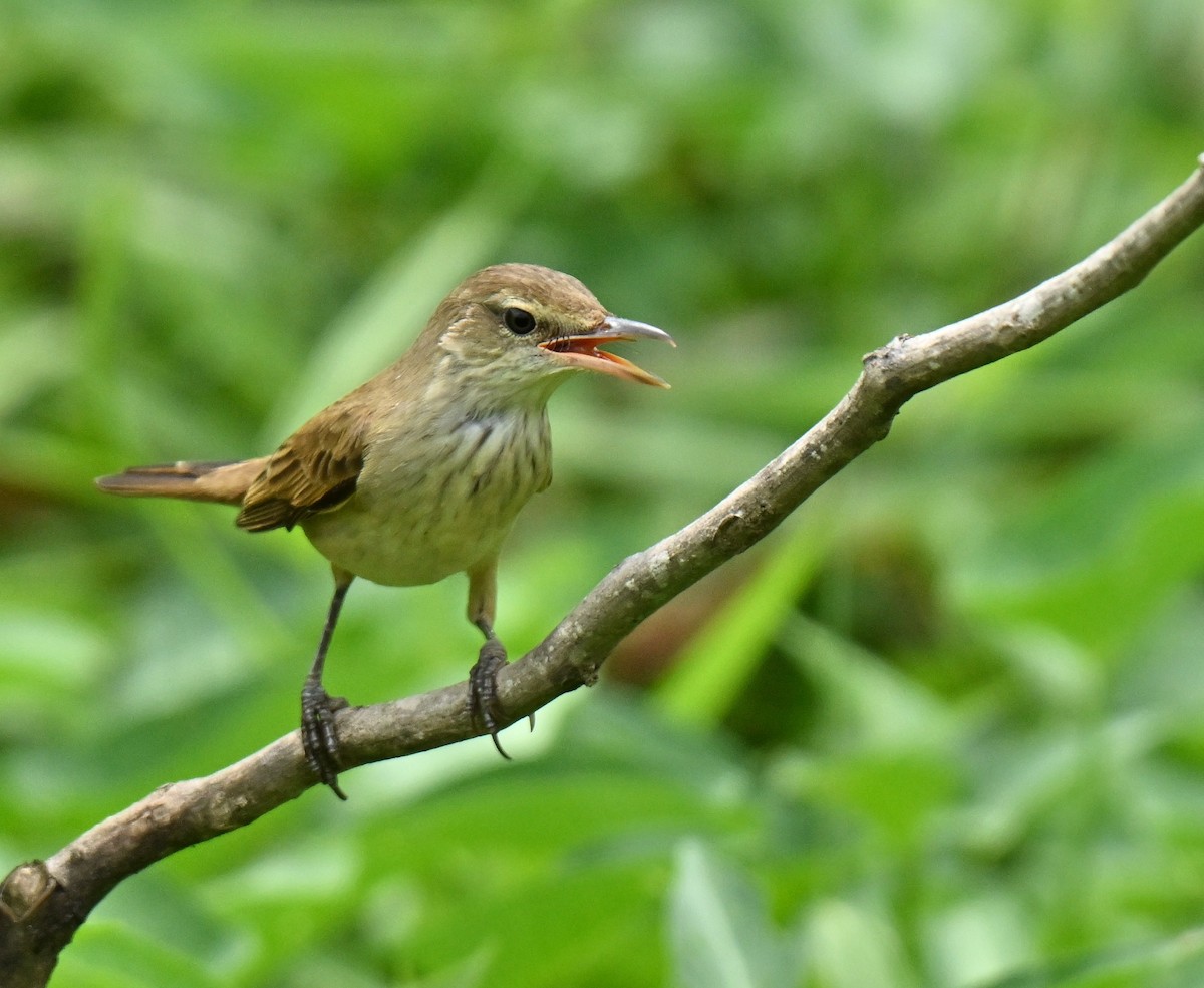 Восточная дроздовидная камышевка - ML647538475