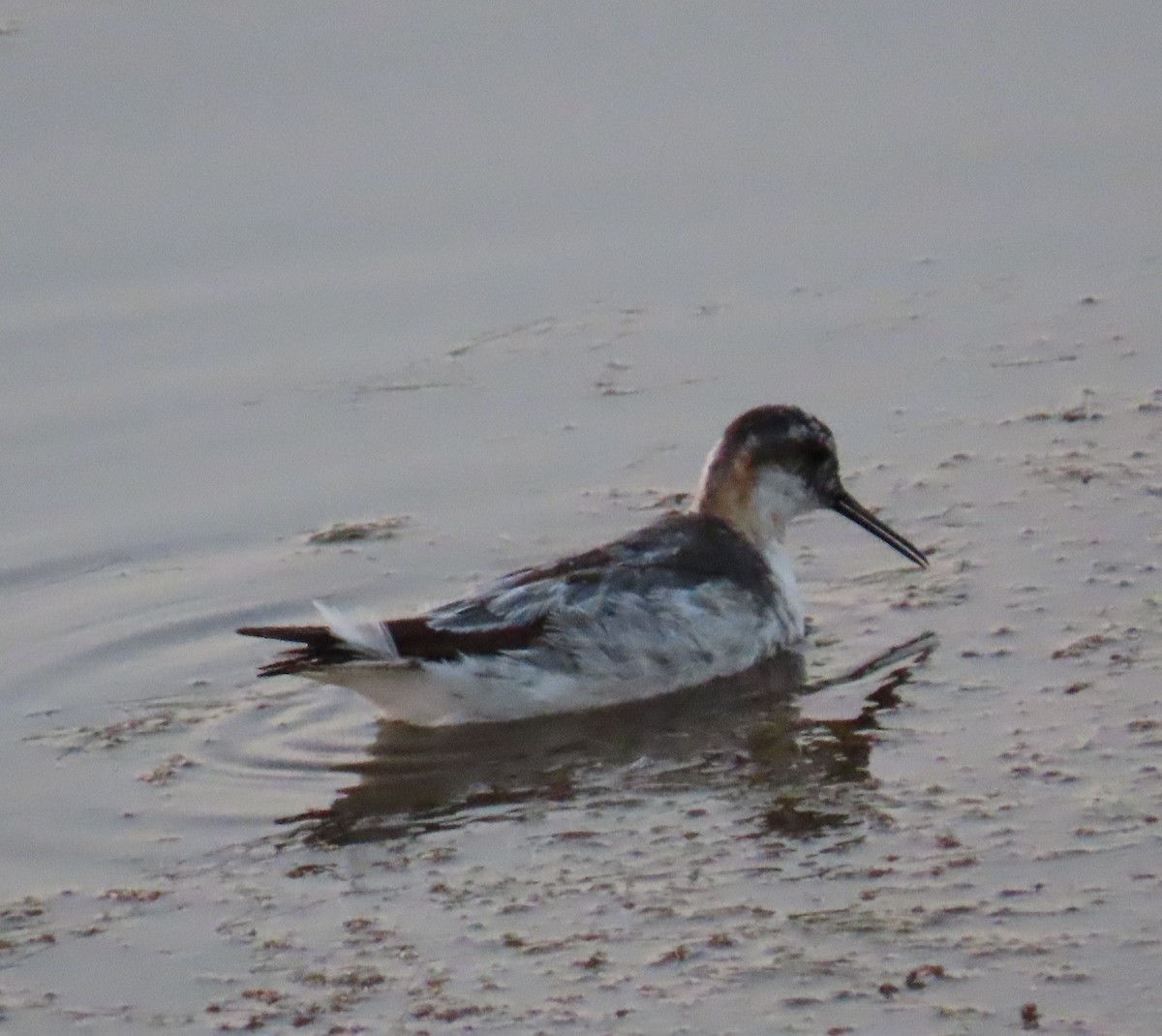 Red-necked Phalarope - ML647538486