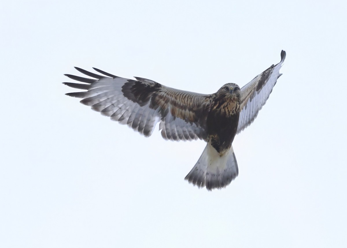 Rough-legged Hawk - ML647538498