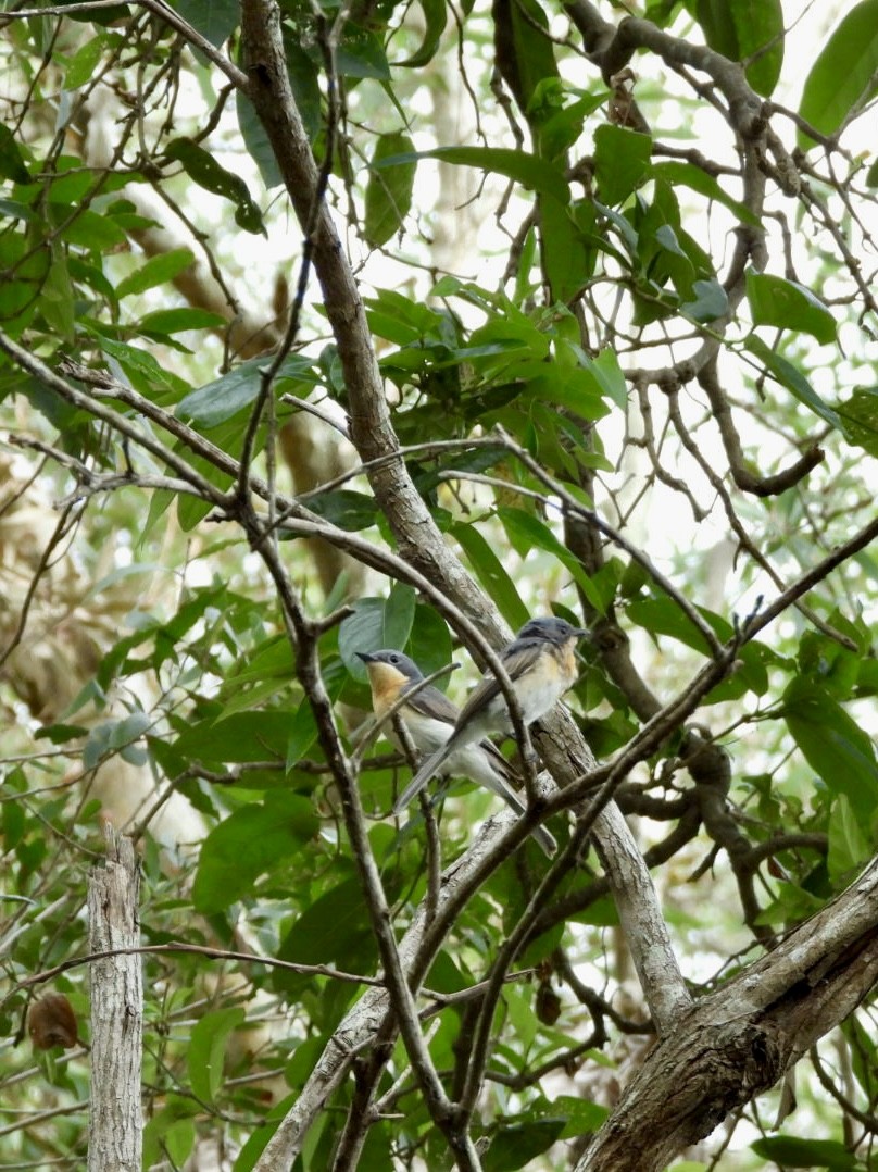 Leaden Flycatcher - ML647538522