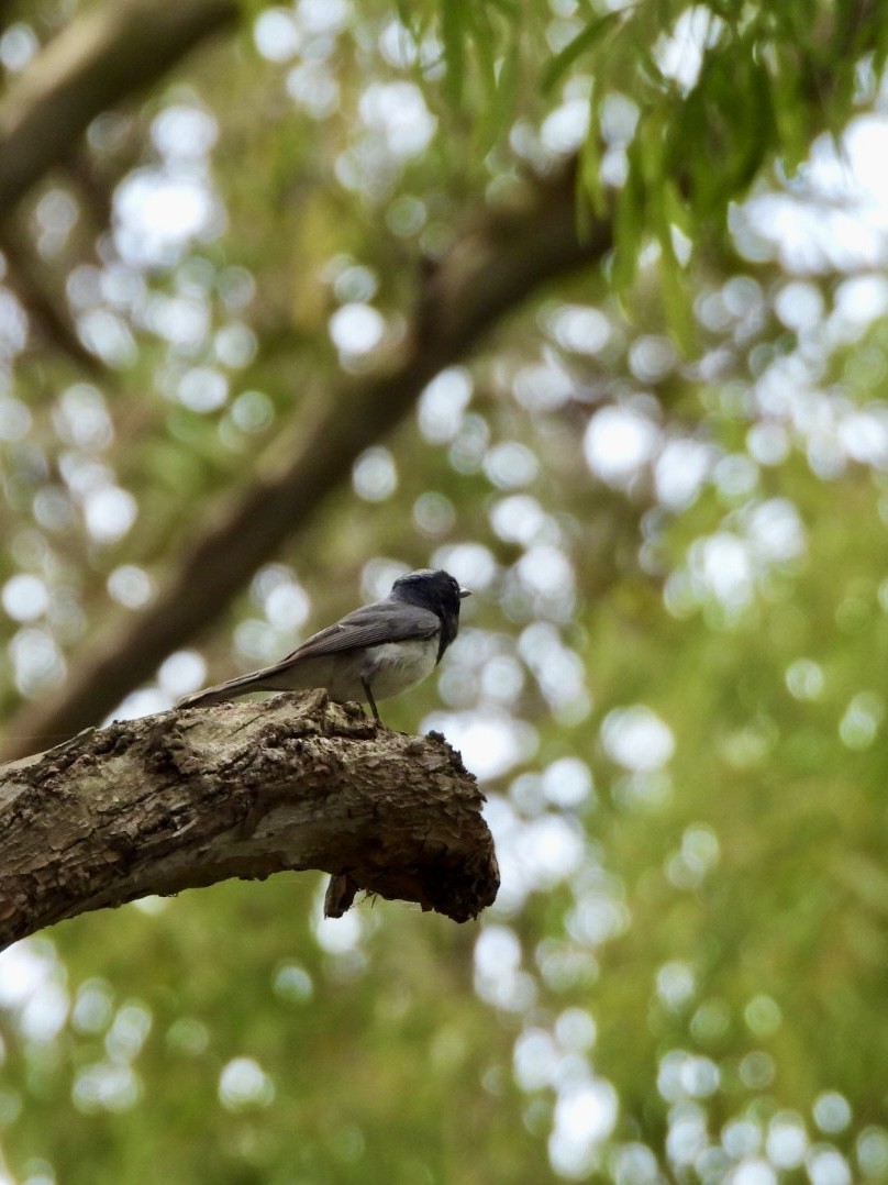 Leaden Flycatcher - ML647538523