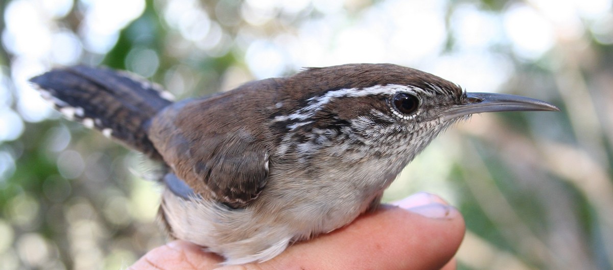Carolina Wren - ML647538544