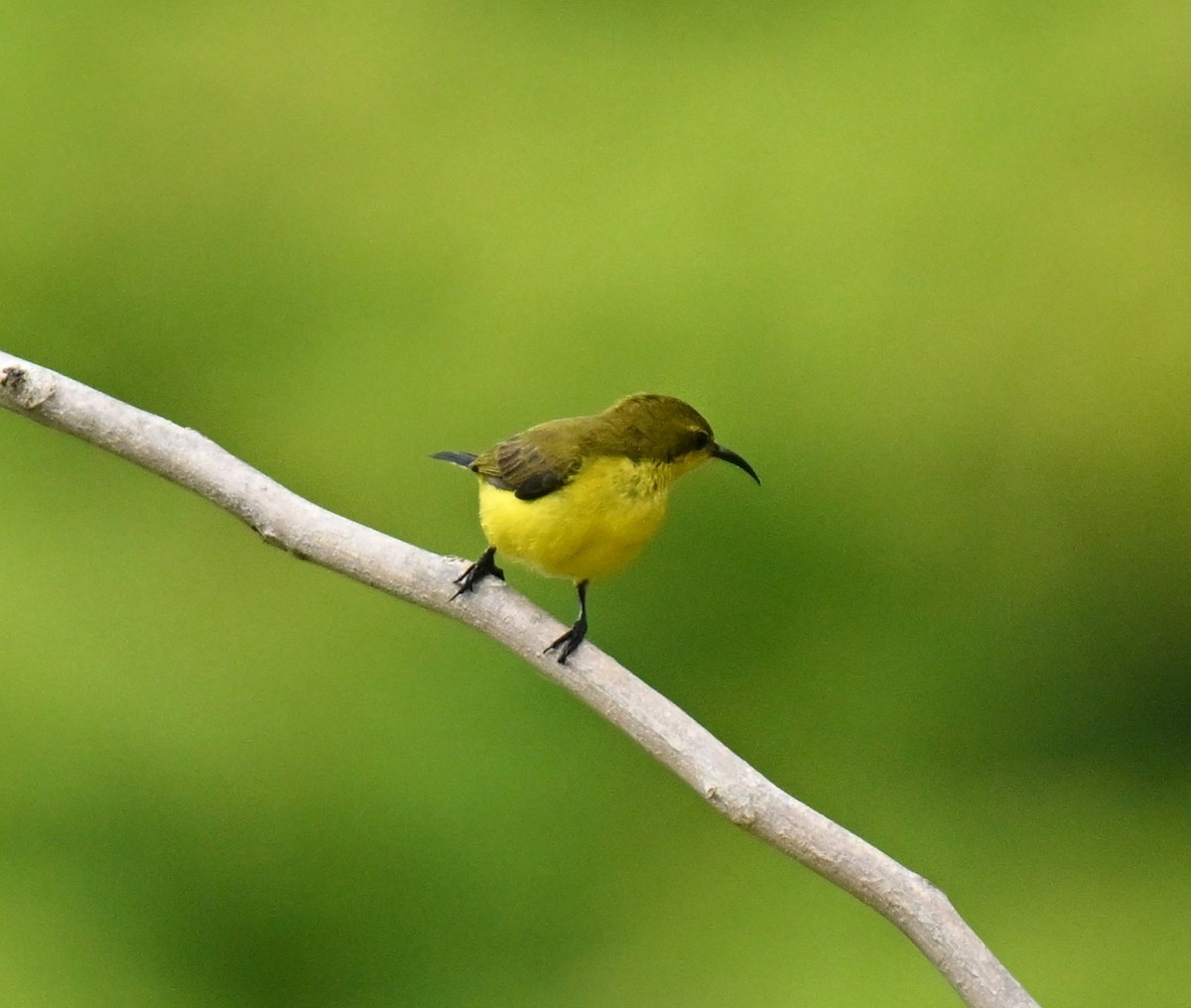 Ornate Sunbird - ML647538561