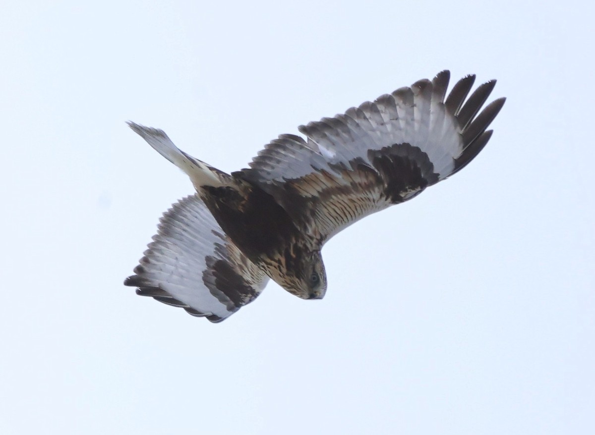 Rough-legged Hawk - ML647538569