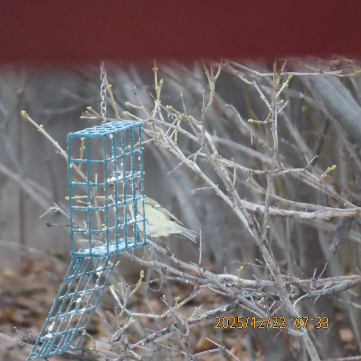 králíček americký - ML647538586