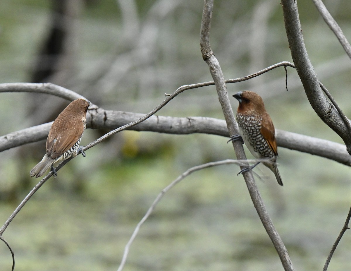 Чешуйчатая муния - ML647538588