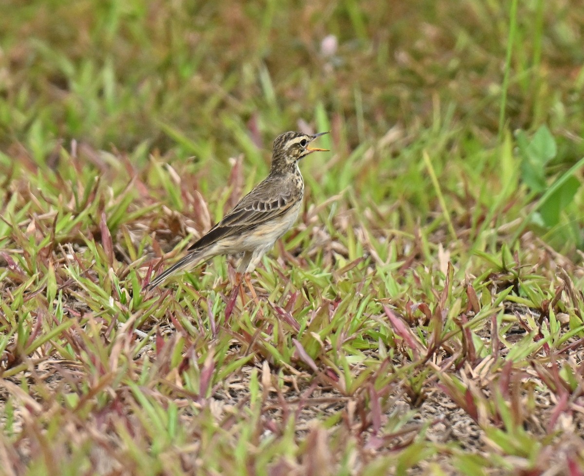 Рисовой конёк - ML647538593