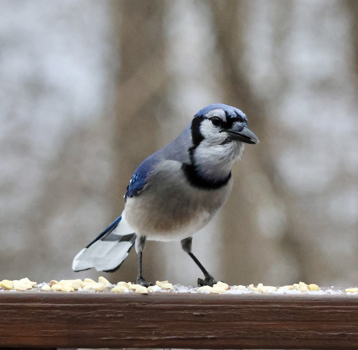 Blue Jay - ML647538599