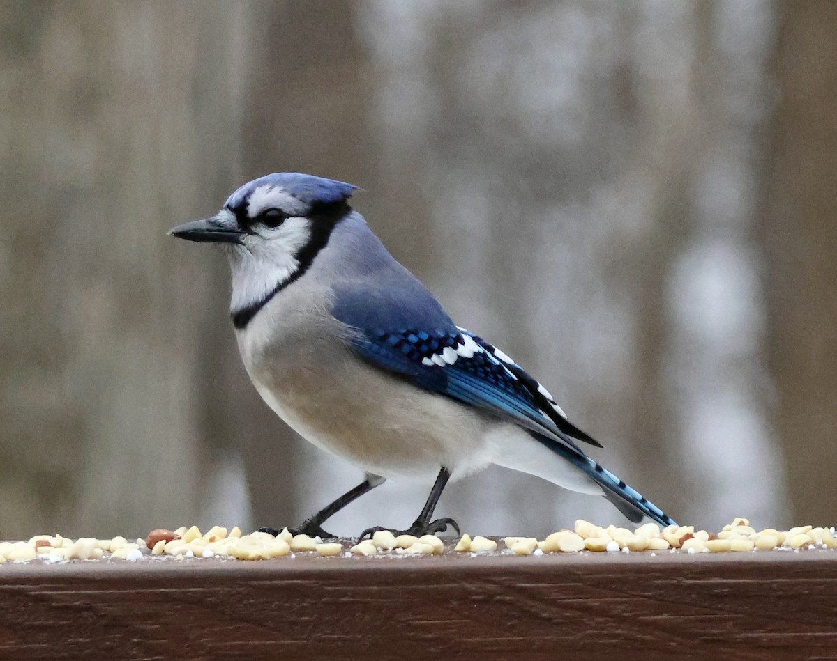 Blue Jay - ML647538601