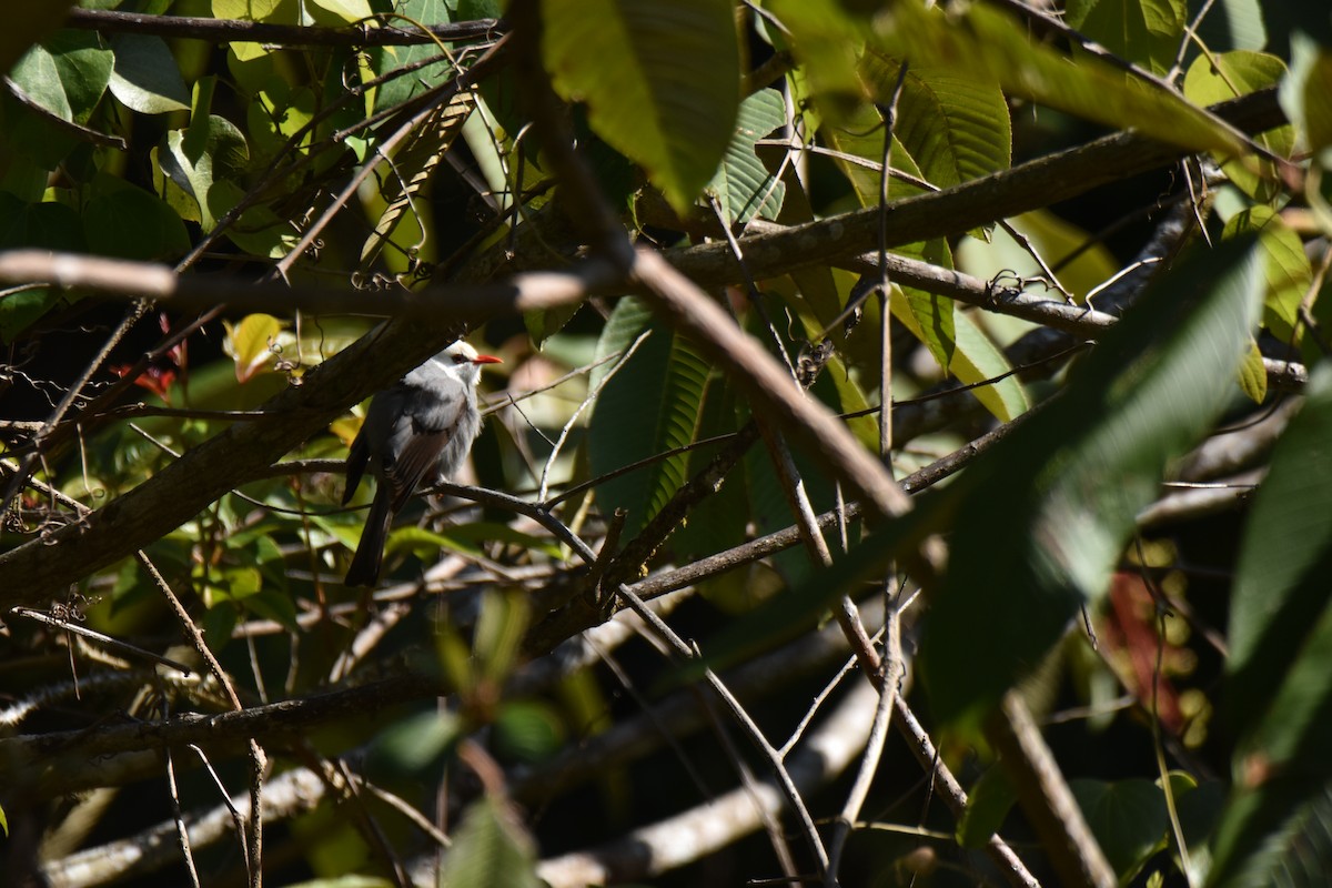 Bulbul à tête blanche - ML647538603