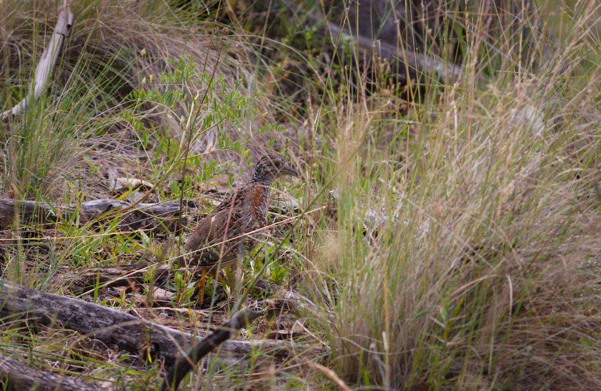 Boyalı Bıldırcınyelvesi - ML647538609