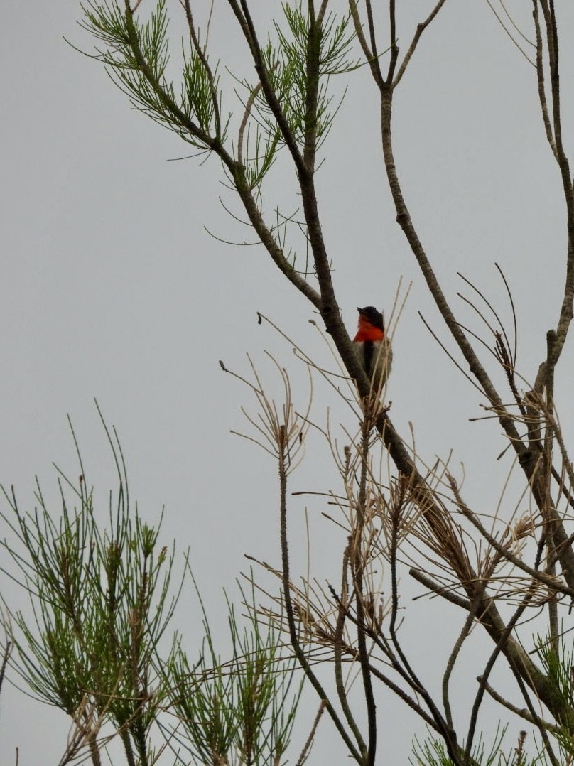 ヤドリギハナドリ - ML647538611