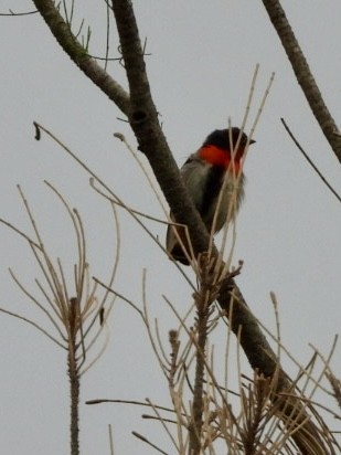 ヤドリギハナドリ - ML647538612