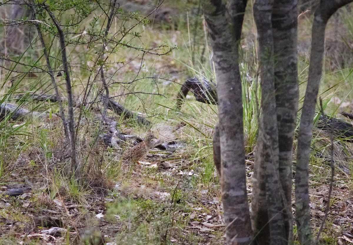 Boyalı Bıldırcınyelvesi - ML647538619