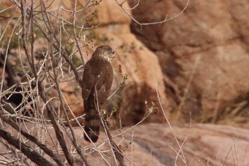 Busard des marais - ML647538621