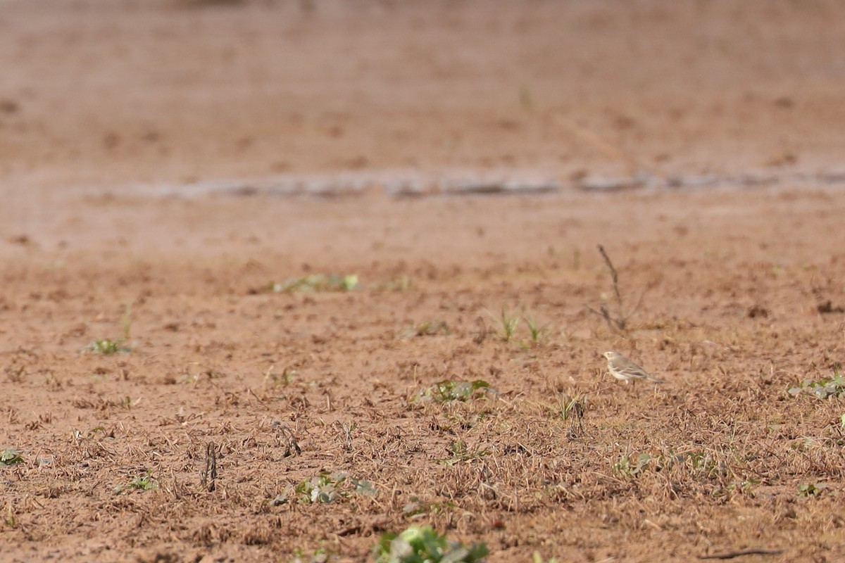 Pipit d'Amérique - ML647538625