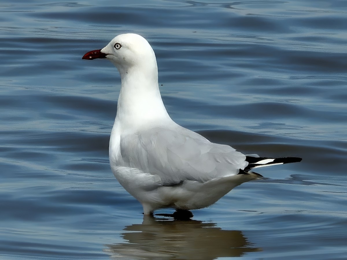 Mouette argentée (novaehollandiae/forsteri) - ML647538626