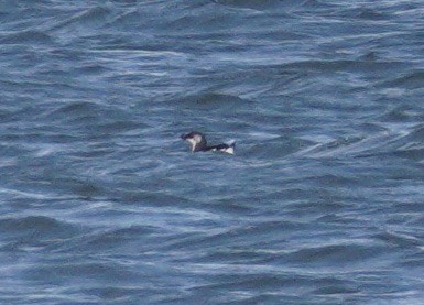 Petit Pingouin - ML647538627