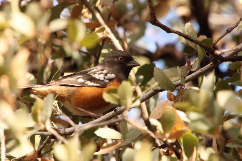 Tohi tacheté - ML647538629