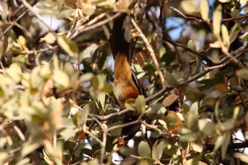 Tohi tacheté - ML647538630