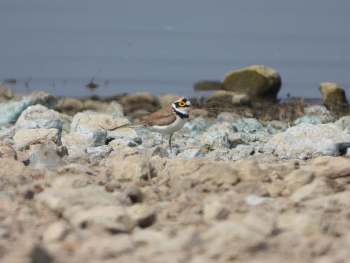 Pluvier petit-gravelot - ML647538631