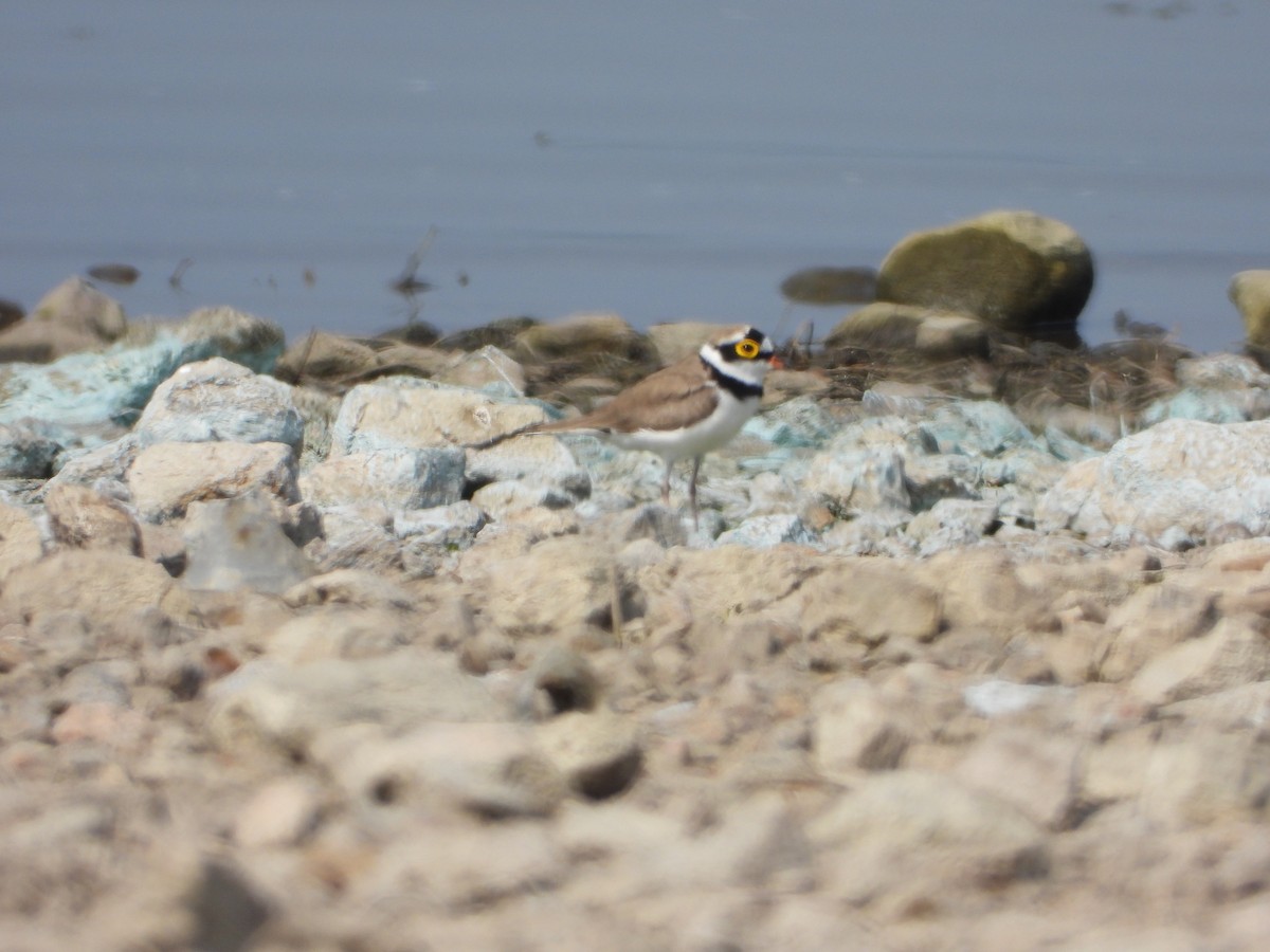 Pluvier petit-gravelot - ML647538632